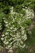 Philadelphus 'Manteau d’Hermine' 30/40 C4 Philadelphus ‘Manteau d’Hermine’ - wit - Boerenjasmijn 30-40 C4