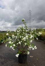 Philadelphus 'Minnesota Snowflake' - wit - Boerenjasmijn 80-100 C10