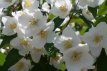 Philadelphus 'Starbright®' 40/50 C4 Philadelphus 'Starbright®' - wit - Boerenjasmijn 40-50 C4