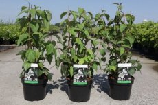 Philadelphus 'Starbright®' - wit - Boerenjasmijn 40-50 C4