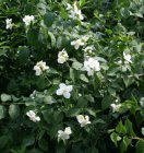 Philadelphus 'Virginal' - Boerenjasmijn  50-60  C