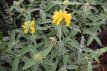 Phlomis fruticosa 25/30 C2 Phlomis fruticosa - Brandkruid  25-30 C2