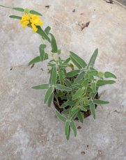 Phlomis fruticosa - Brandkruid  25-30 C2