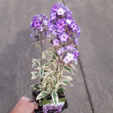 Phlox paniculata ‘Olympus’ | Vlambloem 90 C2