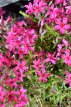 Phlox subulata ‘Atropurpurea’ Phlox subulata  ‘Atropurpurea’ | Vlambloem 15 P9