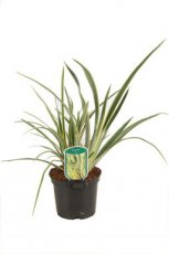 Phormium 'Duet' 20/25 C2 Phormium 'Duet' - Nieuw-Zeelands vlas 25-30 C2