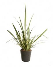 Phormium 'Duet' 60/80 C10 Phormium 'Duet' - Nieuw-Zeelands vlas 60-80 C10