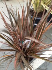 Phormium 'Sundowner' - Nieuw-Zeelands vlas 40-45 C10