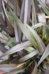 Phormium tenax 'Bronze Baby' 25/30 C2 Phormium tenax 'Bronze Baby' - Nieuw-Zeelands vlas 25-30 C2