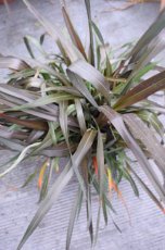 Phormium tenax 'Bronze Baby' - Nieuw-Zeelands vlas 25-30 C2