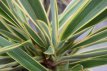 Phormium tenax ‘Variegatum’ 130/150 C15 Phormium tenax ‘Variegatum’ PROMO - Nieuw-Zeelands vlas 130-150 C15