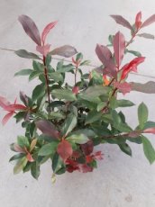 Photinia x fraseri ‘Devil’s Dream’ - Glansmispel 30-40 C4