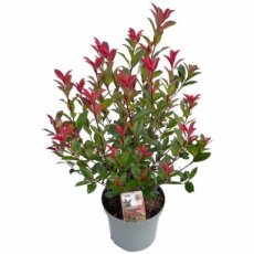 Photinia fraseri 'Cracklin Red'® - Glansmispel 30-40 C