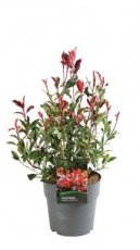 Photinia fraseri 'Dynamo Red'® - Glansmispel 30-40 C