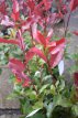 Photinia x fraseri  ‘Camilvy’ 40/60 C3 Photinia x fraseri ‘Camilvy’-Glansmispel 40-60 C3