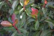 Photinia x fraseri ‘Carré Rouge’ 40/60 C3 Photinia x fraseri ‘Carré Rouge’(=mandarino)-Glansmispel 40-60 C3