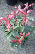 Photinia x fraseri ‘Carré Rouge’(=mandarino)-Glansmispel 40-60 C3