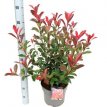 Photinia fraseri ‘Carré Rouge’ 60/70 C10 Photinia fraseri ‘Carré Rouge’(=mandarino)-Glansmispel 60-70 C10
