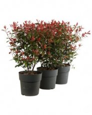 Photinia fraseri ‘Carré Rouge’ 60/70 C10 Photinia fraseri ‘Carré Rouge’(=mandarino)-Glansmispel 60-70 C10