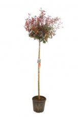 Photinia fraseri ‘Carré Rouge’ stam 130/1500 Photinia fraseri ‘Carré Rouge’(=mandarino)-Glansmispel - stam 130-150 C18