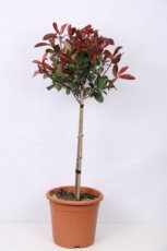 Photinia fraseri ‘Carré Rouge’ stam 40 | C9 Photinia fraseri ‘Carré Rouge’(=mandarino)-Glansmispel - stam 40 - C9