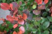 Photinia x fraseri ‘Little Red Robin’ 25/30 C3 Photinia x fraseri ‘Little Red Robin’ - Glansmispel 25-30 C3