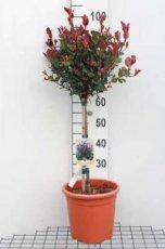 Photinia fraseri ‘Little Red Robin’ - Stam 40 Photinia fraseri ‘Little Red Robin’ - Glansmispel - Stam 40 C9