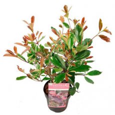 Photinia x fraseri 'Louise'® -Glansmispel 30-40 C3