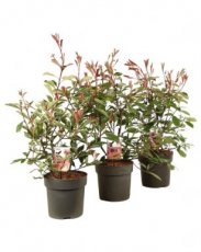 Photinia fraseri ‘Pink Marble’® 35/45 C5 Photinia fraseri ‘Pink Marble’®(=Cassini) - Glansmispel 35-45 C5