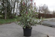 Photinia fraseri ‘Pink Marble’® 60/80 C10 Photinia fraseri ‘Pink Marble’®(=Cassini) - Glansmispel 60-80 C10