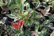 Photinia x fraseri 'Pink Marble'® - Stam 70 Photinia x fraseri 'Pink Marble'®(='cassini'®) - Stam 70 C20 | GLANSMISPEL