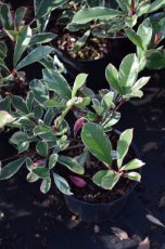 Photinia x fraseri ‘Pink Marble’® (='cassini'®) - Glansmispel 25-30 C3