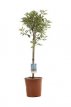 Photinia fraseri ‘Pink Marble’® - stam 50 C7 Photinia fraseri ‘Pink Marble’®(=Cassini) - Glansmispel - Stam 50 C7