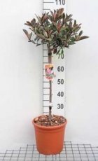 Photinia fraseri ‘Pink Marble’® - stam 50 C7 Photinia fraseri ‘Pink Marble’®(=Cassini) - Glansmispel - Stam 50 C7