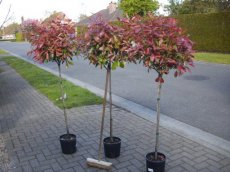 Photinia fraseri 'Red Robin' stam 90 - 6 st.