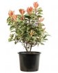 Photinia ser. ‘Pink Crispy’® 70/80 C20 Photinia serratifolia ‘Pink Crispy’® - Glansmispel 70-80 C20