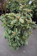 Photinia ser. ‘Pink Crispy’® 70/80 C20 Photinia serratifolia ‘Pink Crispy’® - Glansmispel 70-80 C20