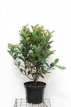 Photinia serratifolia Crunchy® 60/80 C10 Photinia serratifolia Crunchy® - Glansmispel 60-80 C10