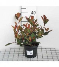 Photinia x fr. ‘Little Red Robin’ 10 st.25/30 Photinia x fraseri ‘Little Red Robin’ - 10 st. Glansmispel 25-30 C