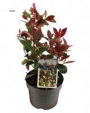 Photinia x fras. ‘Carré Rouge’ - 10 st. 40/60 Photinia x fraseri ‘Carré Rouge’ - 10 st. Glansmispel 40-60 C