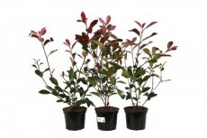 Photinia x fras.‘Red Robin’ - 10 st. 40-60 C Photinia x fraseri ‘Red Robin’ - 10 st. Glansmispel 40-60 C