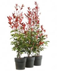 Photinia x fraseri ‘Camilvy’ 60/80 C4 Photinia x fraseri ‘Camilvy’- Glansmispel 60-80 C4