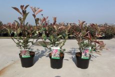 Photinia x fraseri 'Louise'® -Glansmispel 30-40 C4