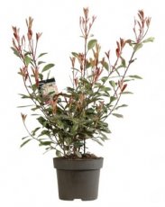 Photinia x fraseri 'Louise'® 60/80 C10 Photinia x fraseri 'Louise'® -Glansmispel 60-80 C10