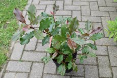 Photinia x fraseri 'Magical Volcano'®(='kolmavoca') - Glansmispel 25-30 C3