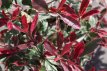 Photinia x fraseri ‘Pink Marble’® 40/50 C4 Photinia x fraseri ‘Pink Marble’® (='cassini'®) - Glansmispel 40-50 C4