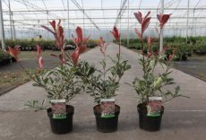 Photinia x fraseri ‘Pink Marble’® (='cassini'®) - Glansmispel 40-50 C4