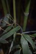 Phyllostachys bissetii 150/175 C18 Phyllostachys bissetii  150-175  C18  | REUZENBAMBOE