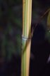 Phyllostachys vivax 'Aureocaulis'  175/200  C10 Phyllostachys vivax 'Aureocaulis'  175-200  C10  | GELE REUZENBAMBOE