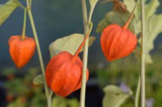 Physalis alkekengi franchetii | Lampionplant 100 P9